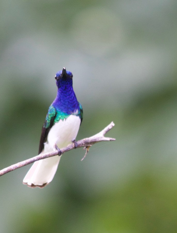 Jacobin, White-necked5