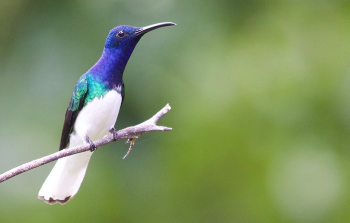 Jacobin, White-necked7