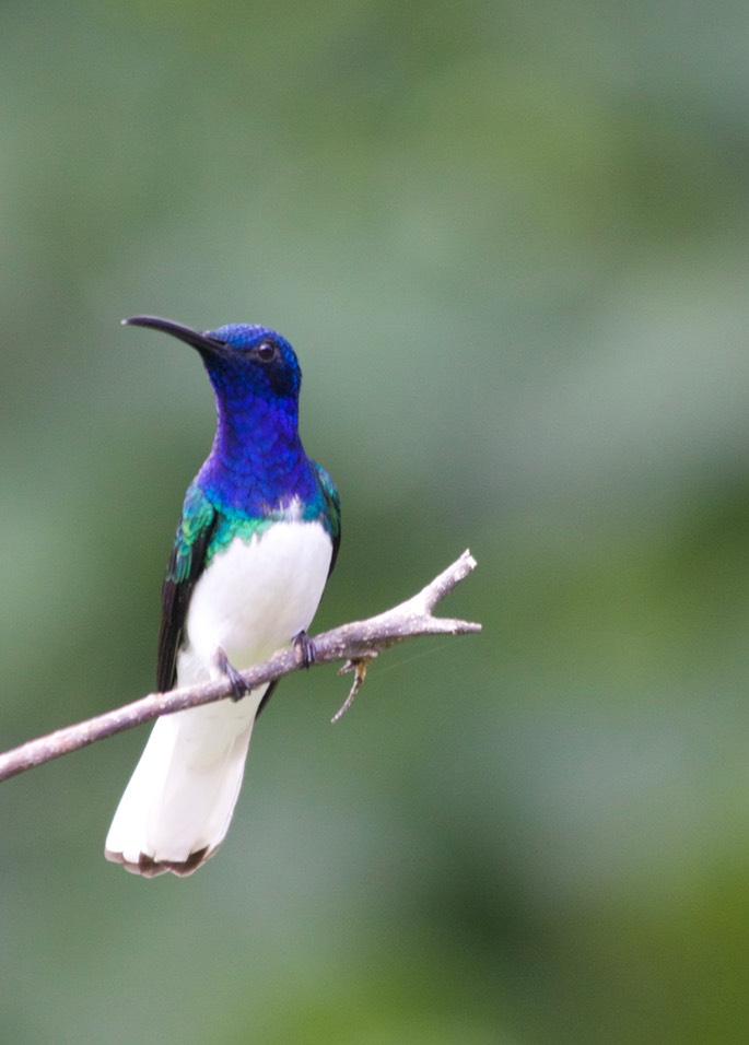 Jacobin, White-necked8