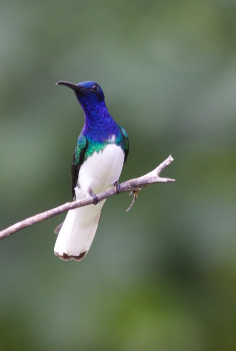 Jacobin, White-necked9