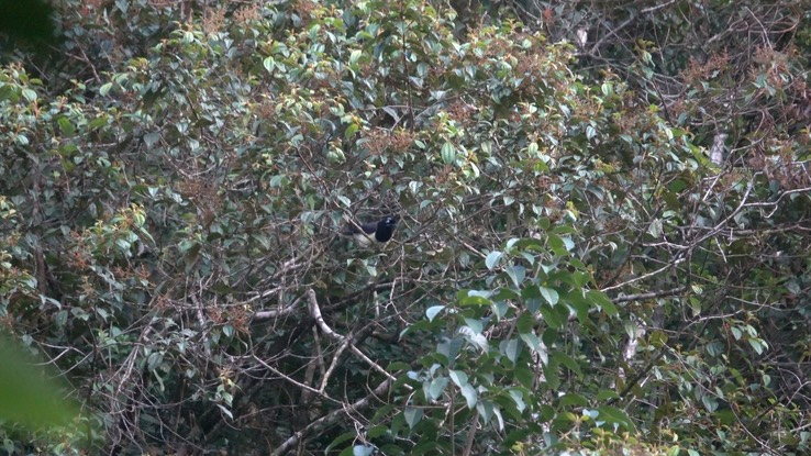 Jay, Black-chested (Cerro Montezuma, Colombia)