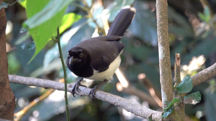 Jay, Black-chested (Colombia) 2