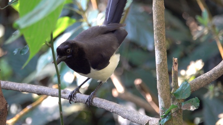 Jay, Black-chested (Colombia) 1