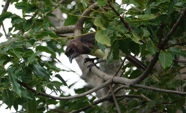 Jay, Brown - Psilorhinus morio