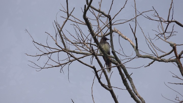 Jay, Brown (Belize) 2