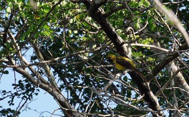 Jay, Brown Belize