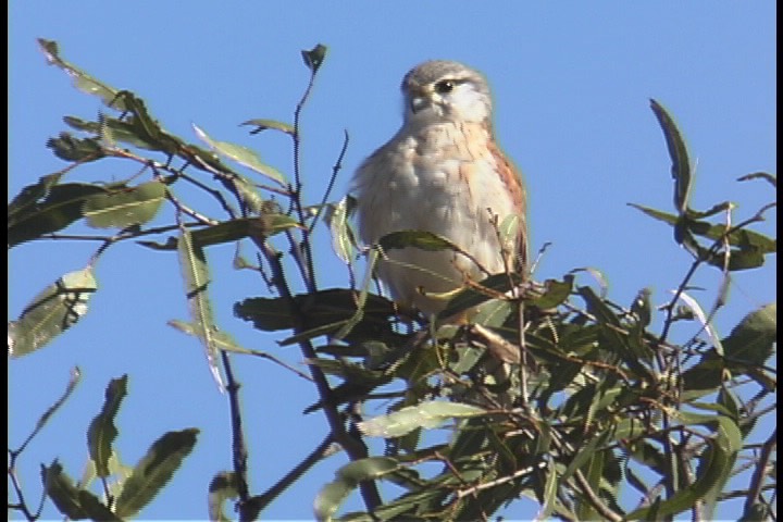 Kestrel, Nankeen 1