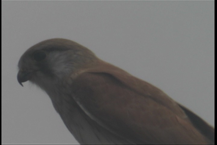 Kestrel, Nankeen 1