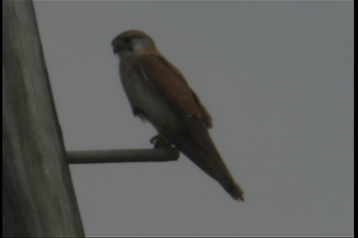 Kestrel, Nankeen 3