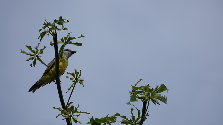 Kingbird, Couch's. Tyrannus couchii