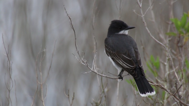 Kingbird, Eastern (Texas) 1