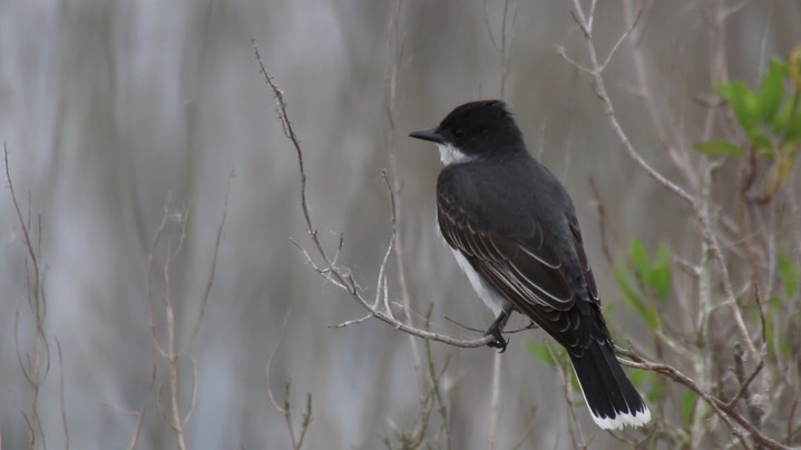 Kingbird, Eastern (Texas) 3