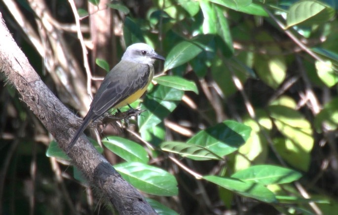 Kingbird, Tropical 1