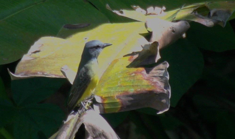 Kingbird, Tropical 2