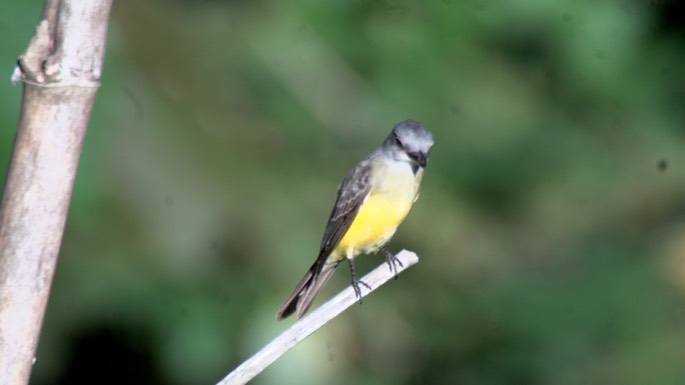 Kingbird, Tropical