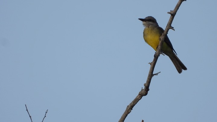 Kingbird, Tropical (Belize) 1