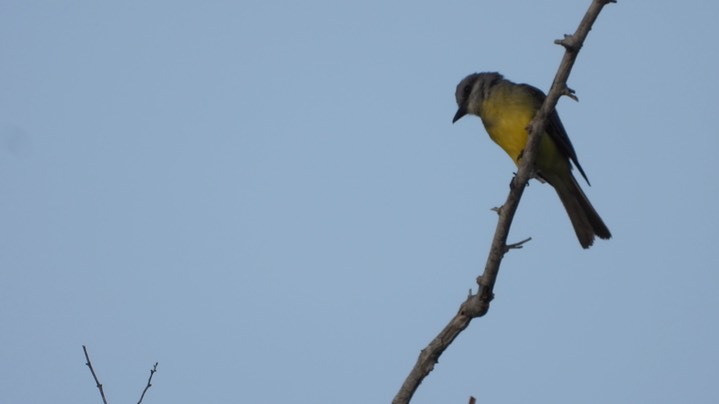 Kingbird, Tropical (Belize) 2