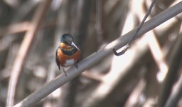 Kingfisher, American Pygmy 1