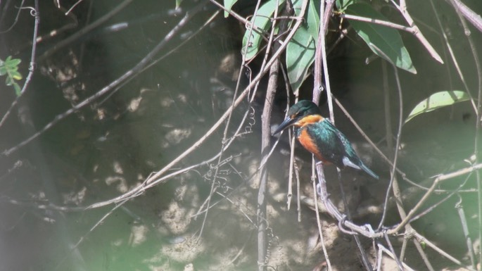 Kingfisher, American Pygmy