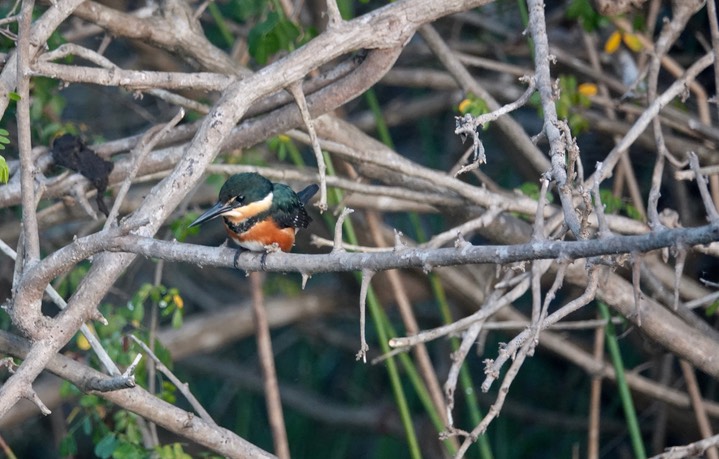 Kingfisher, American Pygmy1