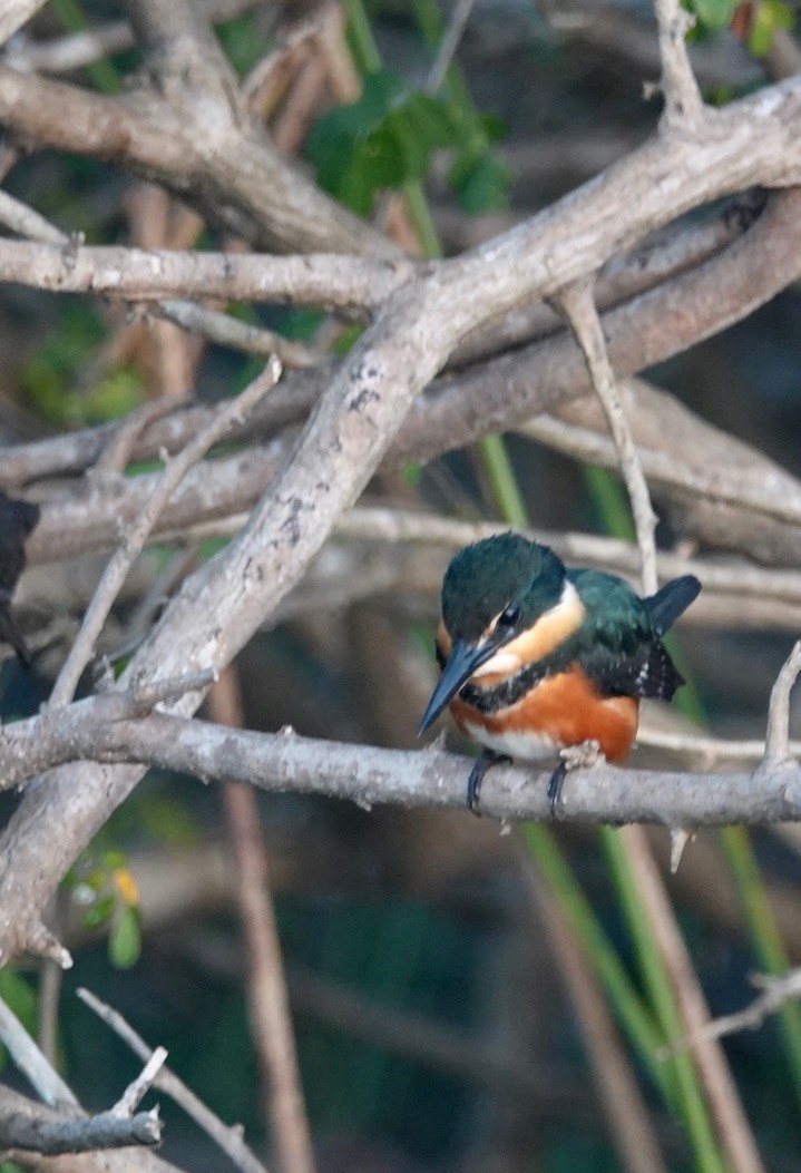 Kingfisher, American Pygmy2