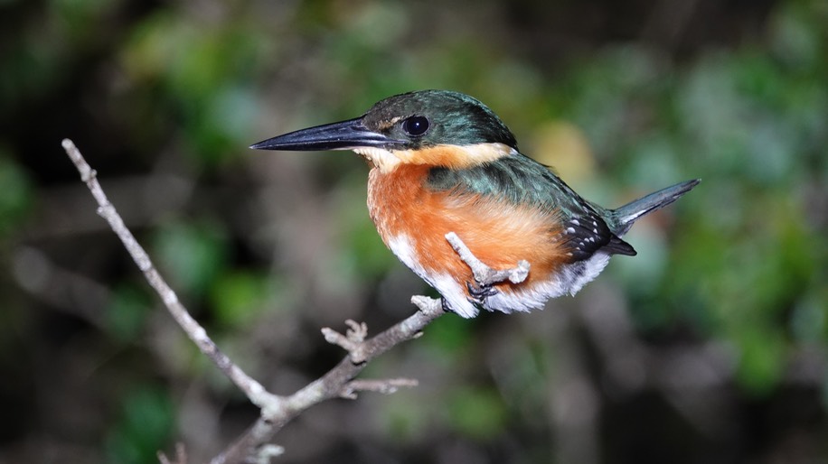 Kingfisher, American Pygmy3