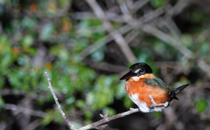 Kingfisher, American Pygmy4