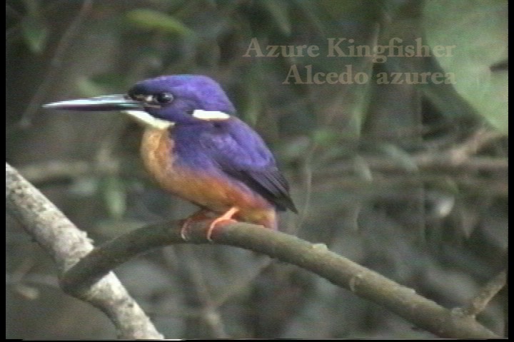 Kingfisher, Azure 2