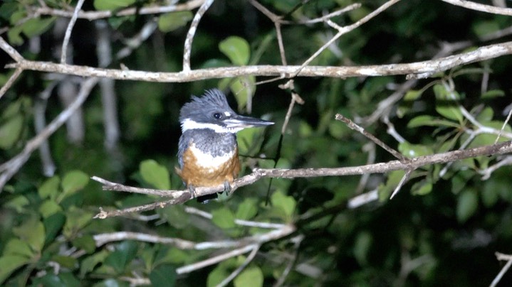 Kingfisher, Belted (Belize 2021) b