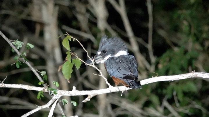 Kingfisher, Belted (Belize 2021) a