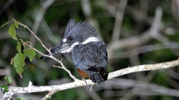 Kingfisher, Belted (Belize 2021) c