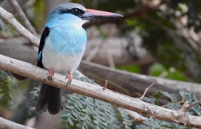 Kingfisher, Blue-breasted 3 2