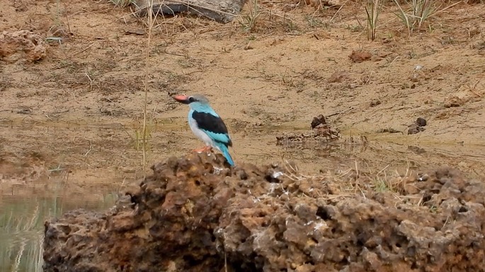 Kingfisher, Blue-breasted 4