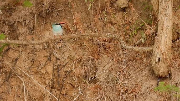 Kingfisher, Blue-breasted 6