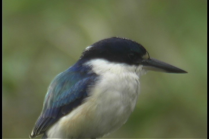 Kingfisher, Forest 1