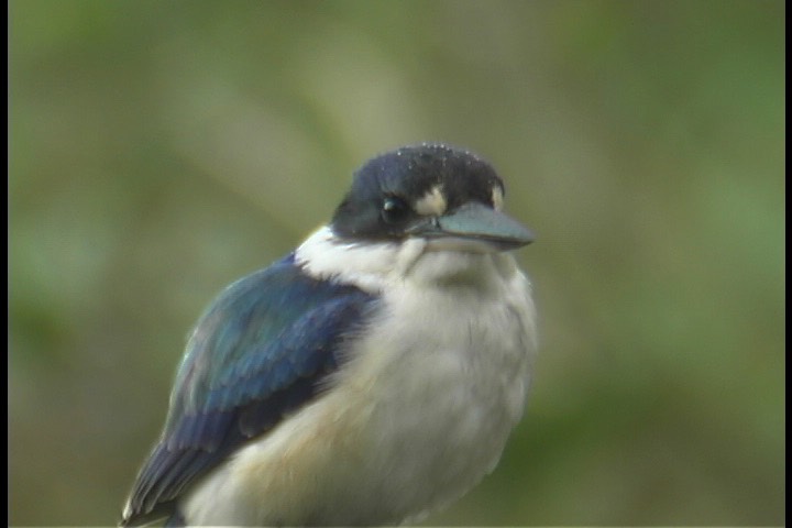 Kingfisher, Forest 2