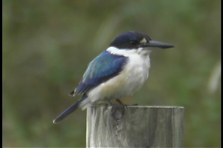 Kingfisher, Forest 3