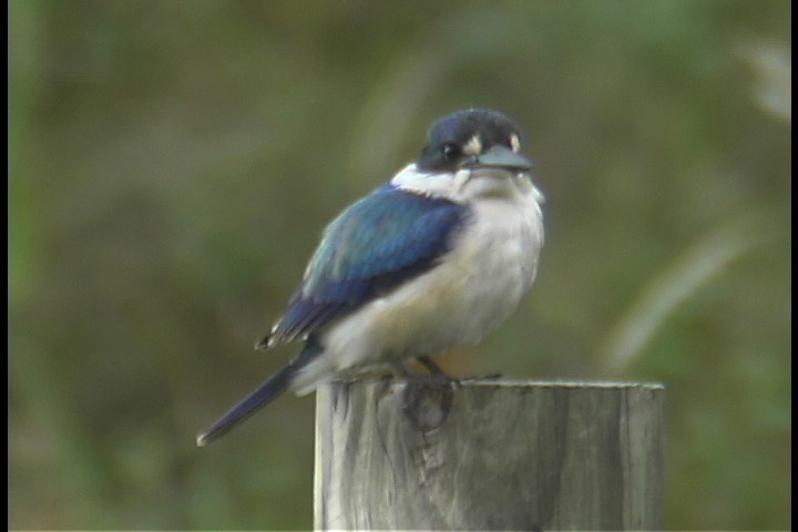 Kingfisher, Forest 4