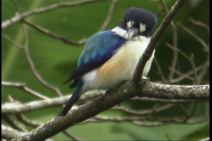 Kingfisher, Forest 5