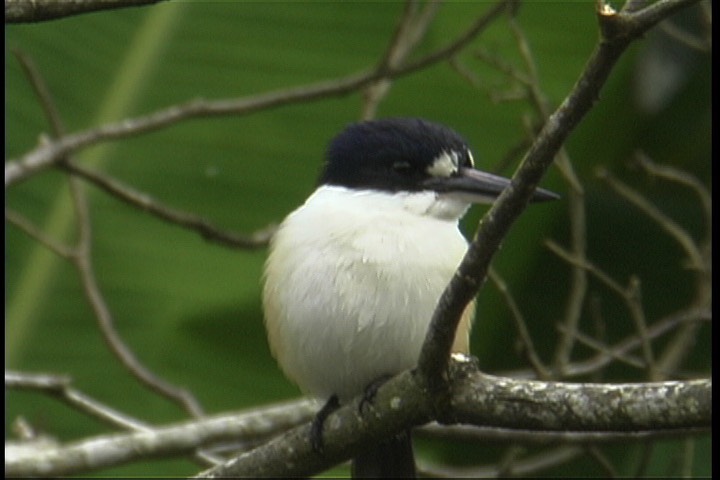 Kingfisher, Forest 6