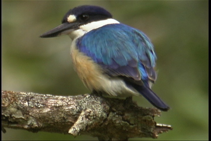 Kingfisher, Forest 7