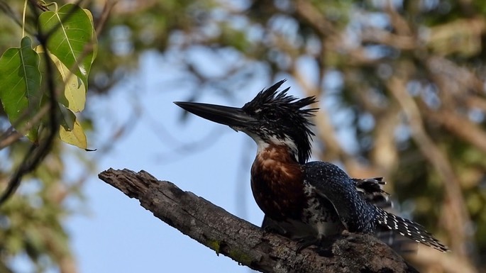 Kingfisher, Giant 2 2