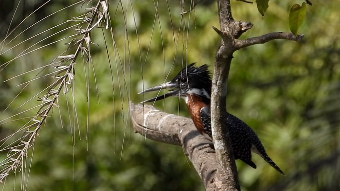 Kingfisher, Giant 3