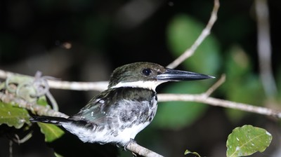 Kingfisher, Green  2