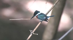 Kingfisher, Green