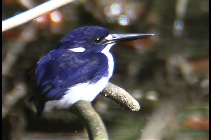 Kingfisher, Little 3