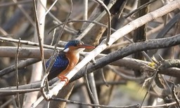 Kingfisher, Malachite 1 2