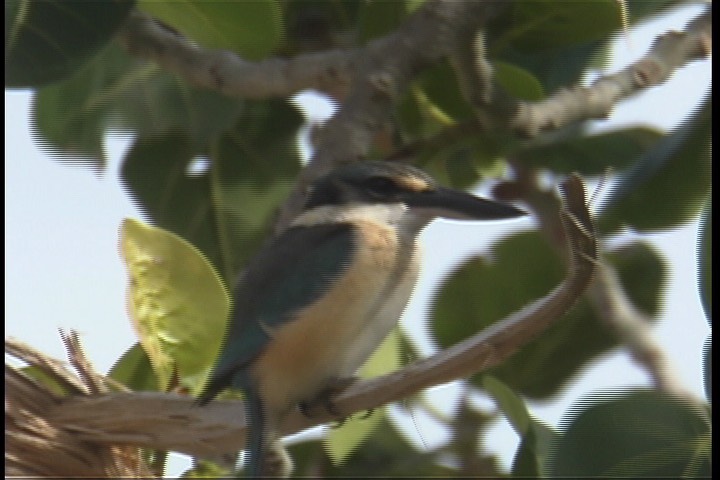 Kingfisher, Mangrove 1