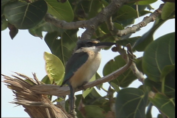 Kingfisher, Mangrove 2