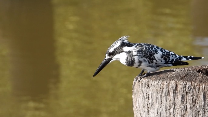 Kingfisher, Pied 1